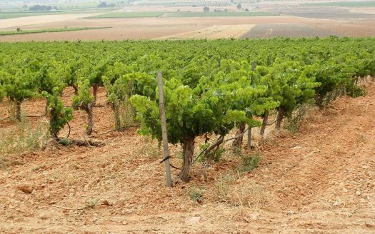 Finca de viñas en venta en Yecla (Murcia)