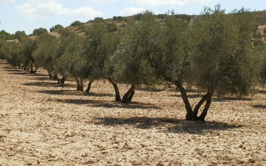 FINCA EN VENTA 250 HAS. LABOR-OLIVAR-MONTE EN JAEN