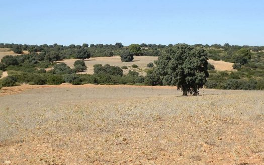 Finca en venta inmancha labor monte caza menor