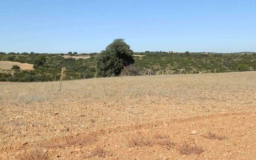 Finca en venta inmancha labor monte caza menor