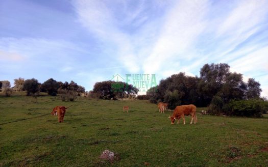 FINCA GANADERA. Ref. 176