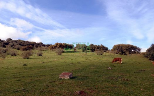 FINCA GANADERA. Ref. 176