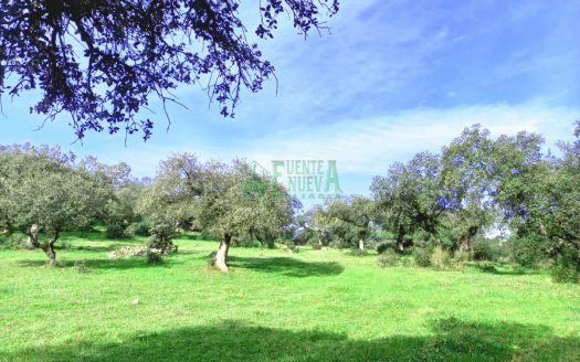 FINCA GANADERA. Ref. 176