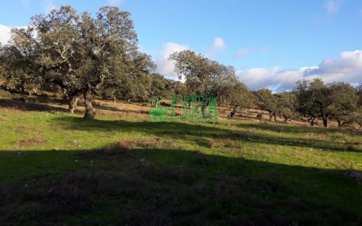 Finca dehesa con encinas y alcornoques en Huelva