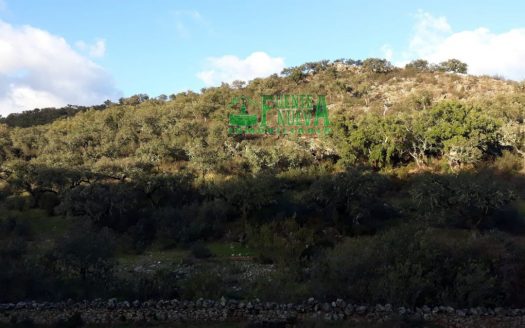 Finca dehesa con encinas y alcornoques en Huelva