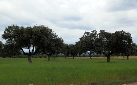 Finca en venta labor pastos en Toledo