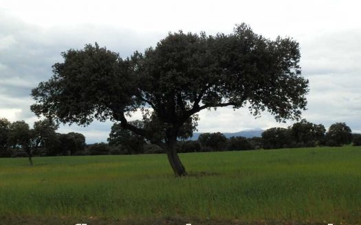 Finca en venta labor pastos en Toledo