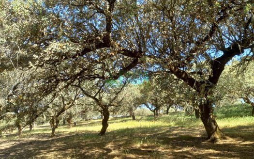 Finca dehesa y olivar. Ref.221