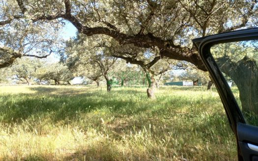 Finca dehesa y olivar. Ref.221