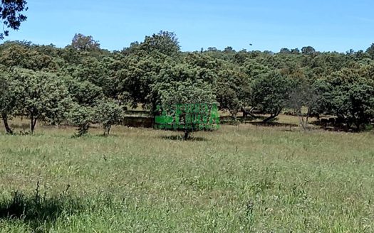 Finca dehesa y olivar. Ref.221