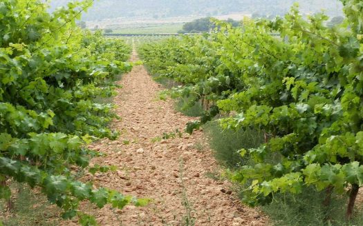 Finca de viñas en venta en Yecla (Murcia)