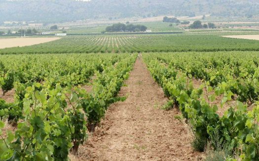Finca de viñas en venta en Yecla (Murcia)