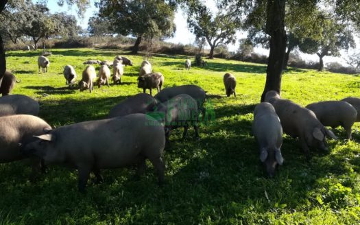 FINCA DEHESA. REF.254