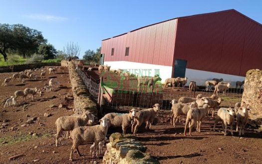 FINCA DEHESA. REF.254
