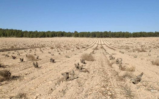 finca en venta 9 has. viña en vaso Caserío en Yecla (Murcia