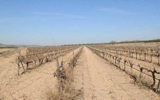 finca en venta 14 has. viña espaldera riego en Yecla (Murcia)
