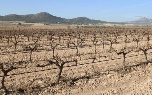 finca en venta 14 has. viña espaldera riego en Yecla (Murcia)
