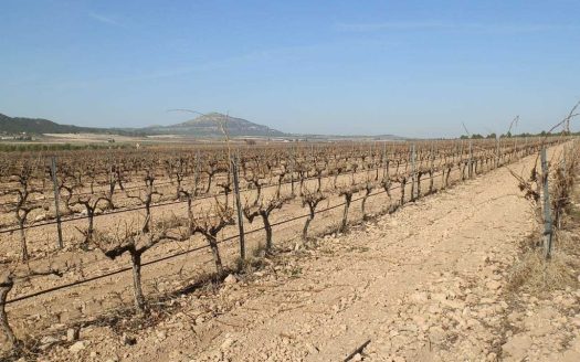 finca en venta 14 has. viña espaldera riego en Yecla (Murcia)
