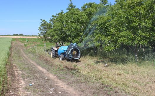 explotacion de nogales en albacete