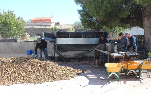 explotacion de nogales en albacete