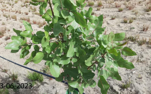 VENDO FINCA DE PISCHOS 5 HECTAREAS ( FUENSALIDA , TOLEDO )