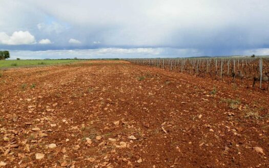 finca en venta 5 has. labor viña regadío en Ciudad Real