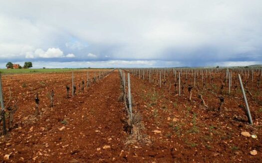 finca en venta 5 has. labor viña regadío en Ciudad Real