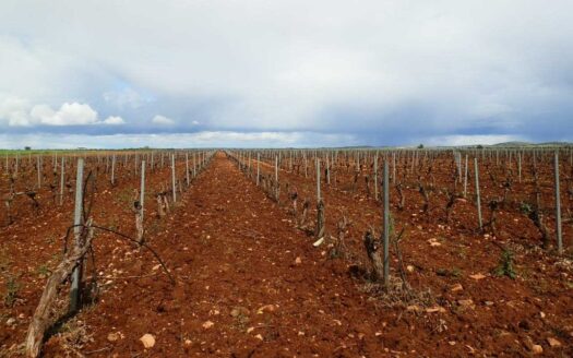 finca en venta 5 has. labor viña regadío en Ciudad Real