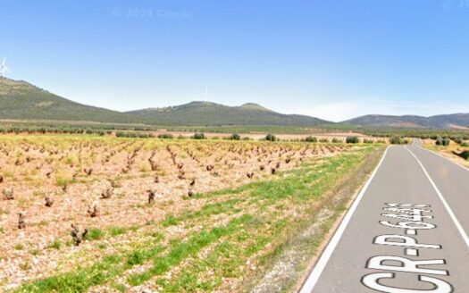 Finca de vid en vaso cencibel.