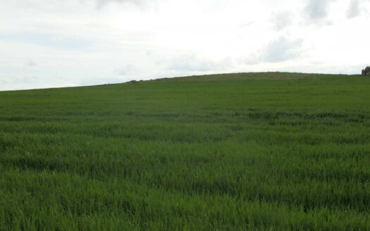 finca en venta 10 has. labor recreo en Miguelturra (Ciudad Real)