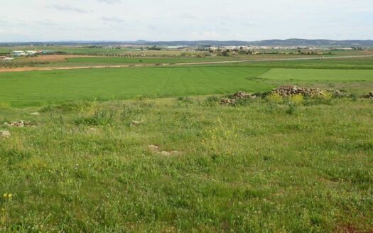 finca en venta 10 has. labor recreo en Miguelturra (Ciudad Real)