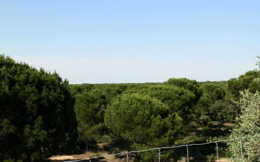 finca en venta 240 has. labor pinar maderable en Cuenca