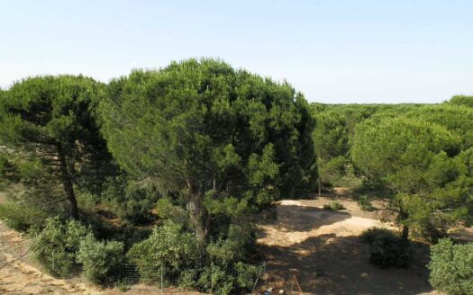 finca en venta 240 has. labor pinar maderable en Cuenca