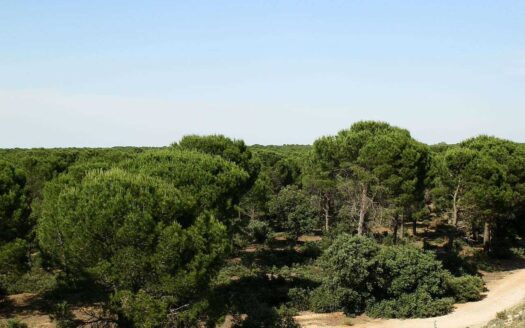 finca en venta 240 has. labor pinar maderable en Cuenca