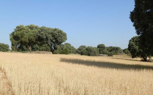 finca en venta 475 has. labor caza menor Caserío en Albacete