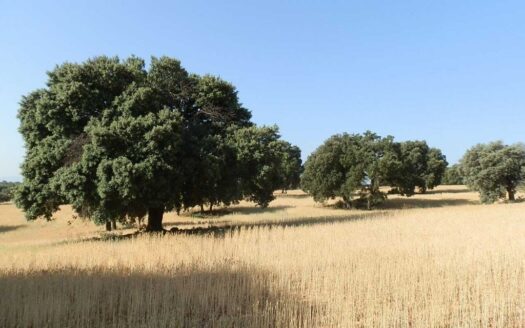finca en venta 475 has. labor caza menor Caserío en Albacete