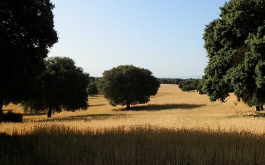 finca en venta 475 has. labor caza menor Caserío en Albacete