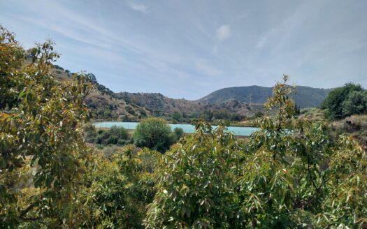 Finca de aguacates en Málaga