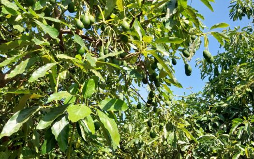 Finca de aguacates en Málaga