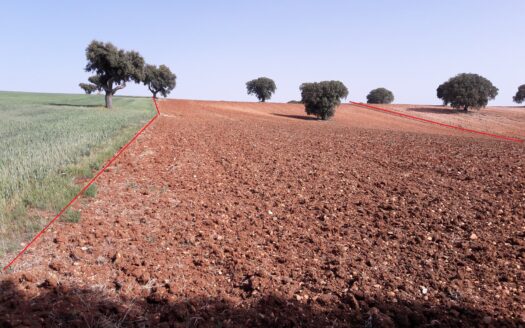 12 Has secano en Barregas (a 14 km de Salamanca)