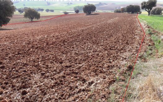 12 Has secano en Barregas (a 14 km de Salamanca)