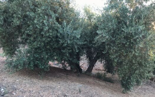 2 Fincas Rusticas Olivos Deifontes ( Granada )