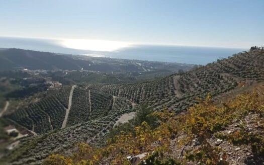Finca de Mangos en Producción, Benagalbón, Málaga